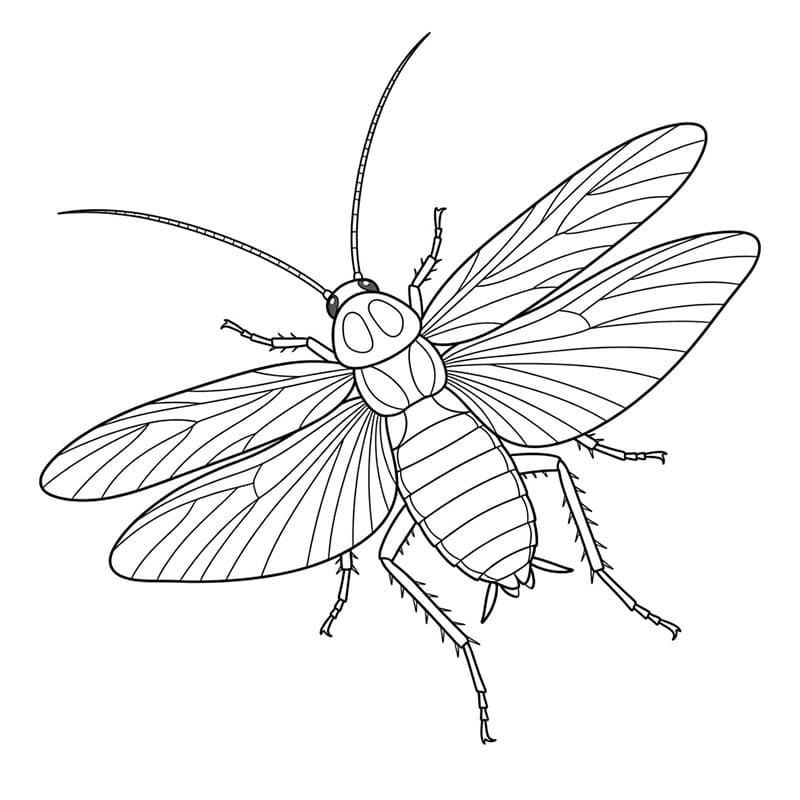 Flygende kakerlakk fargelegging