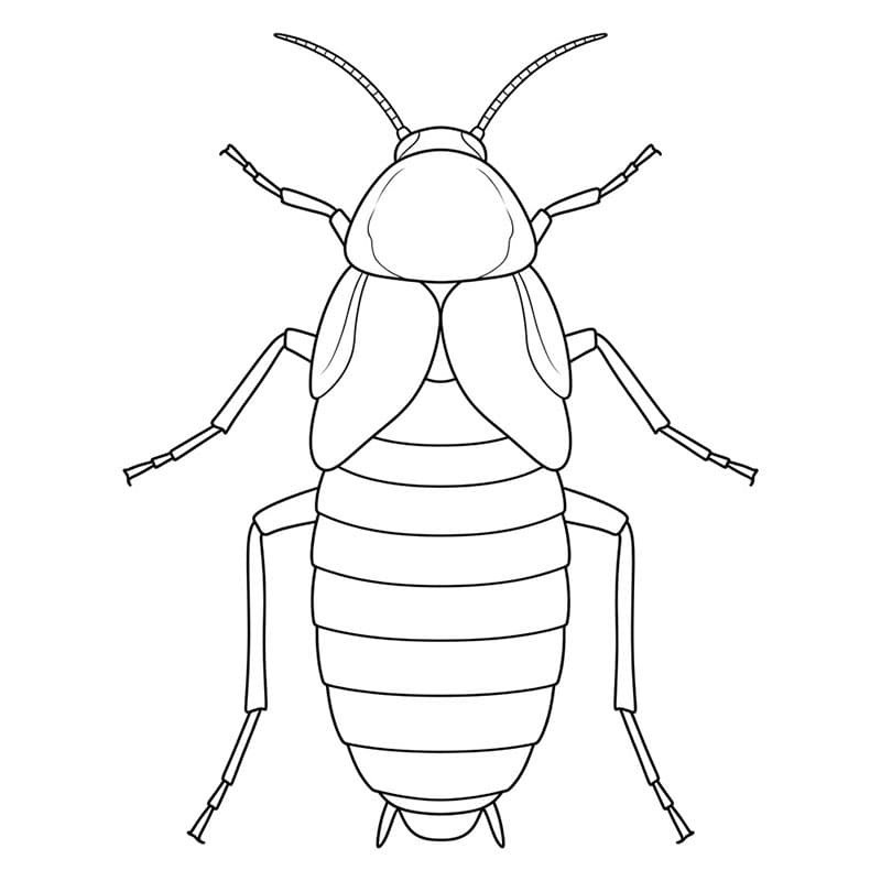 Fokus på kakerlakkmagen fargelegging