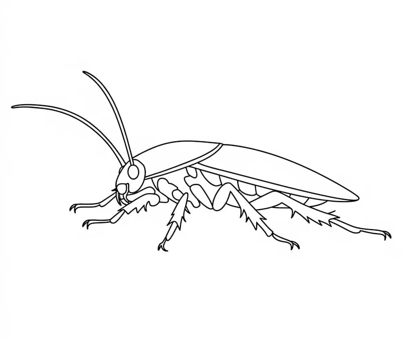 Gratis bilde av kakerlakk fargelegging