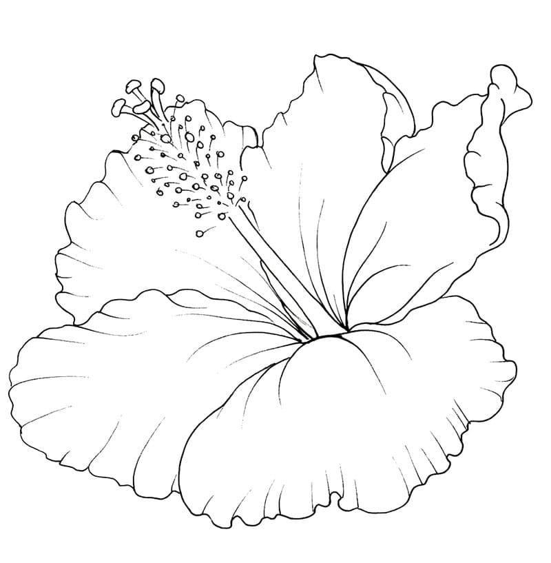 Gratis hibiskus utskrivbar fargelegging