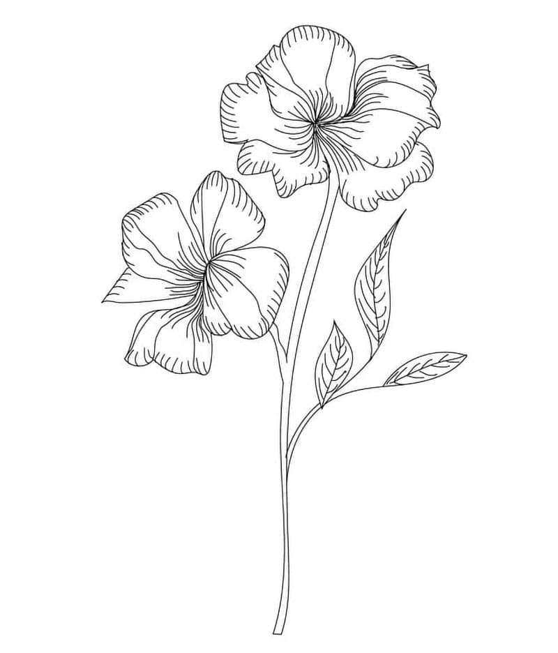 Gratis hibiskusblomst fargelegging