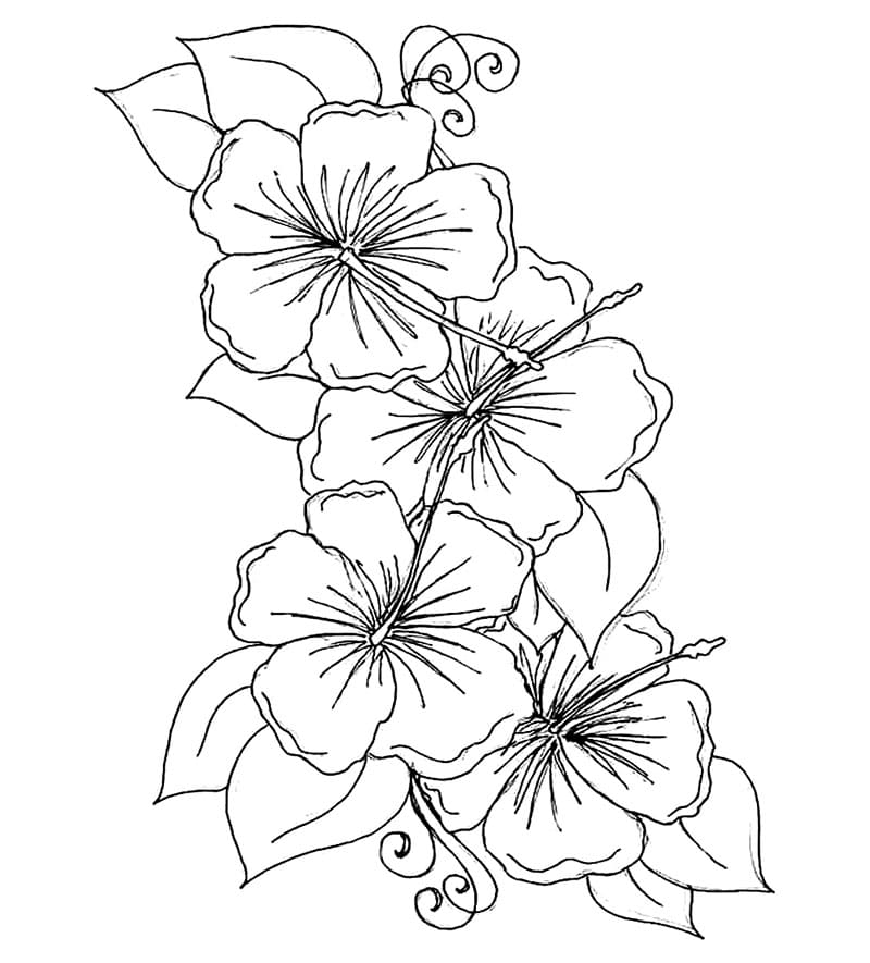 Gratis utskrift av hibiskusblomst fargelegging