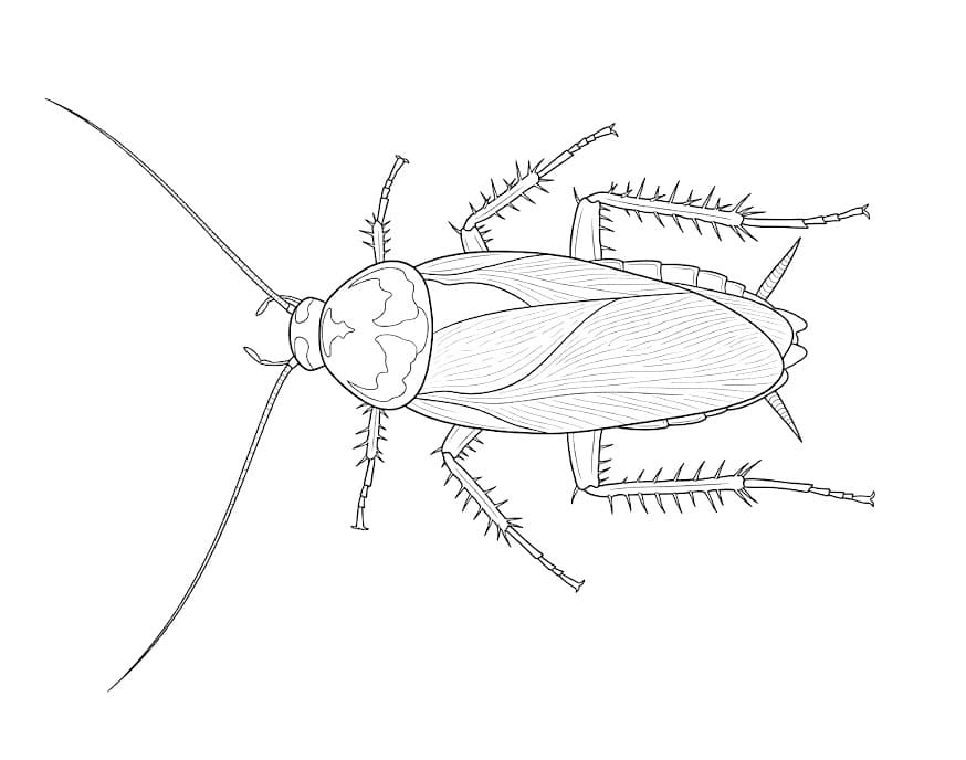 Gratis utskrivbar kakerlakk fargelegging