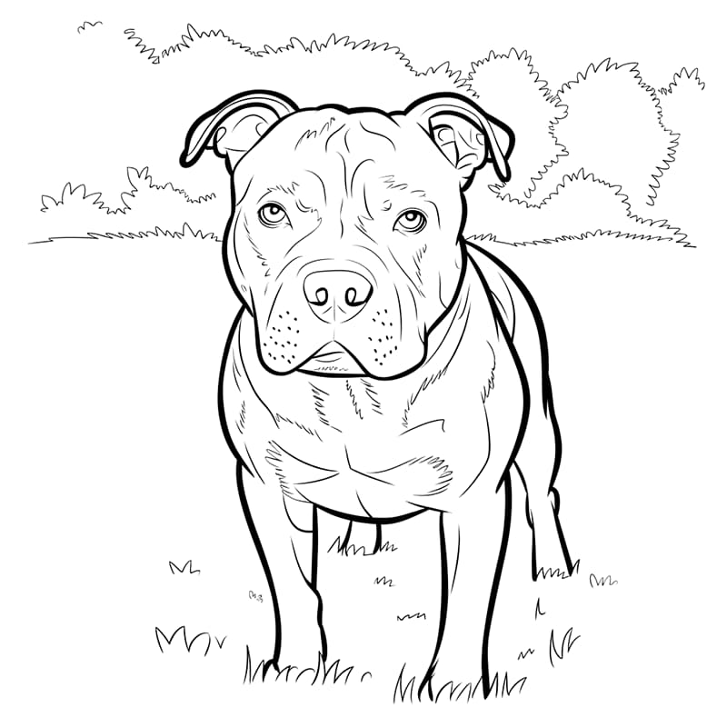 Grunnleggende Pitbull fargelegging