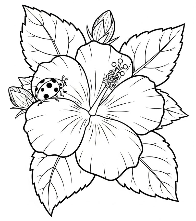 Hibiskus og marihøne fargelegging