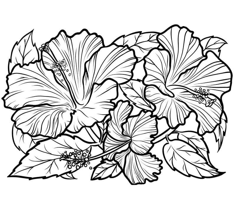 Hibiskus utskrivbar for barn fargelegging