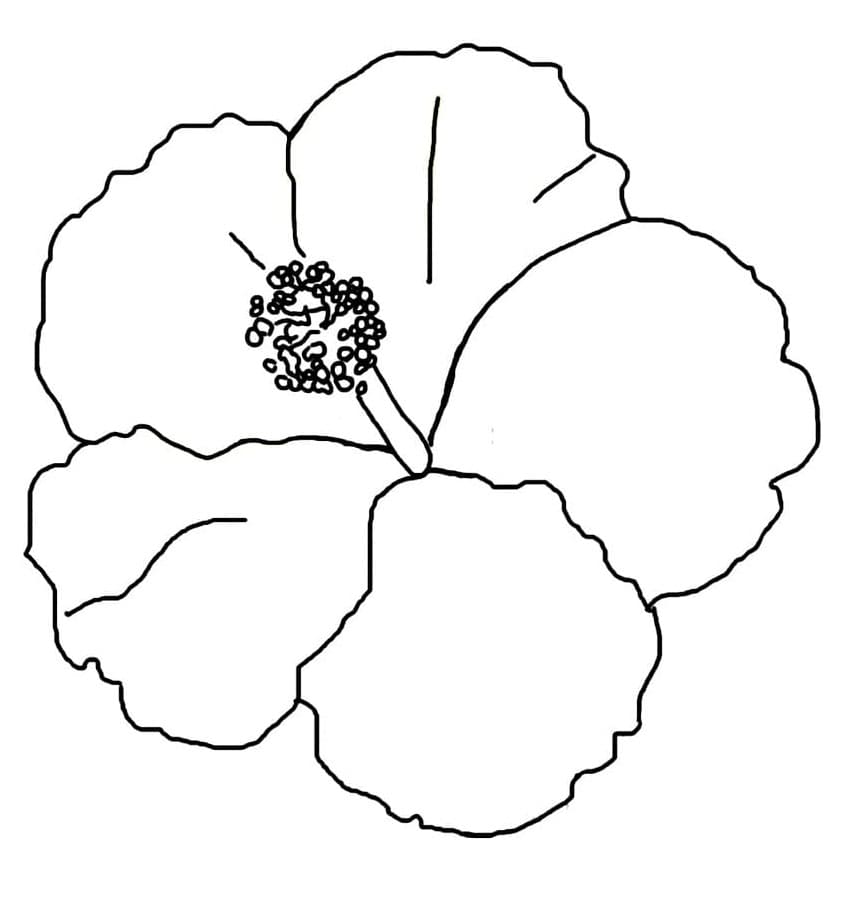 Hibiskusblomst fargelegging