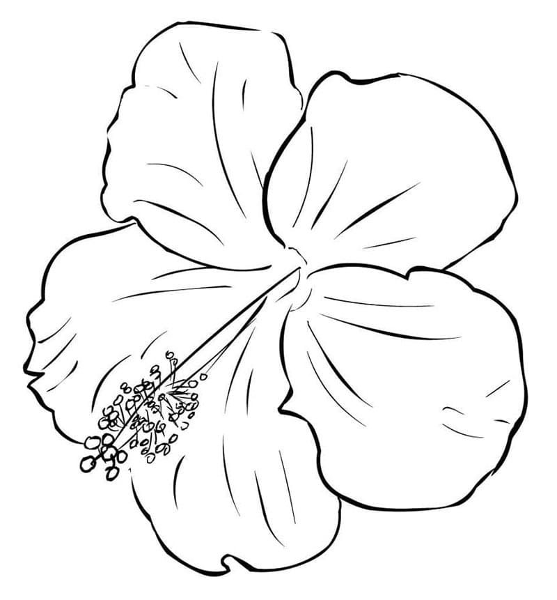 Hibiskusblomst for barn fargelegging