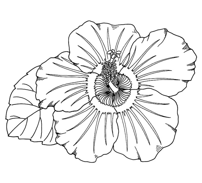 Hibiskusblomst gratis fargelegging