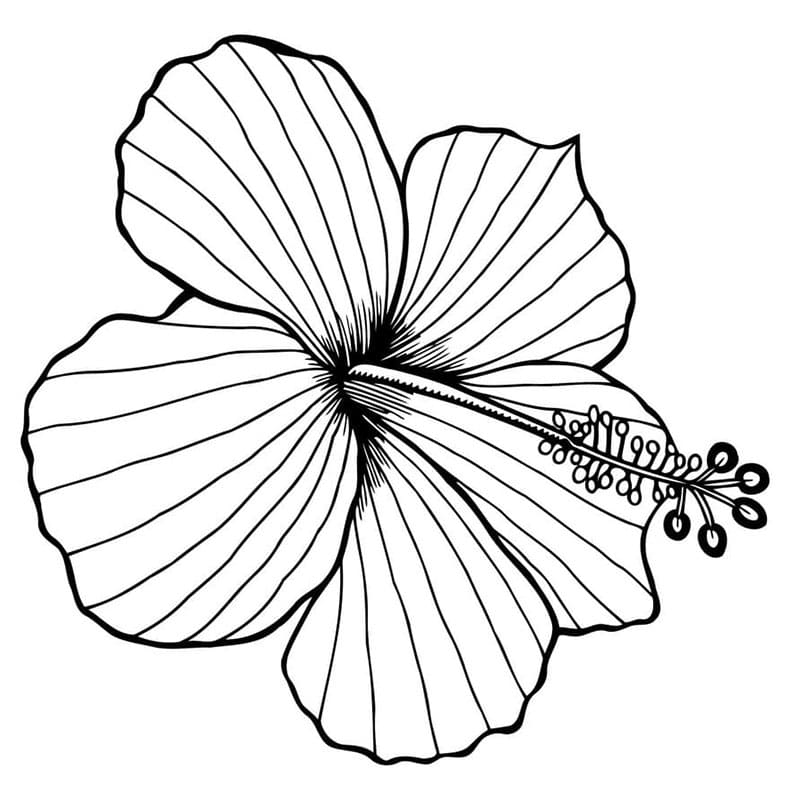 Hibiskus Fargelegging