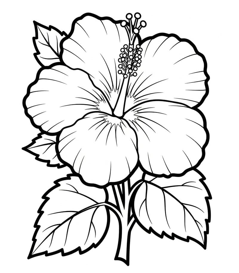 Hibiskusgren fargelegging