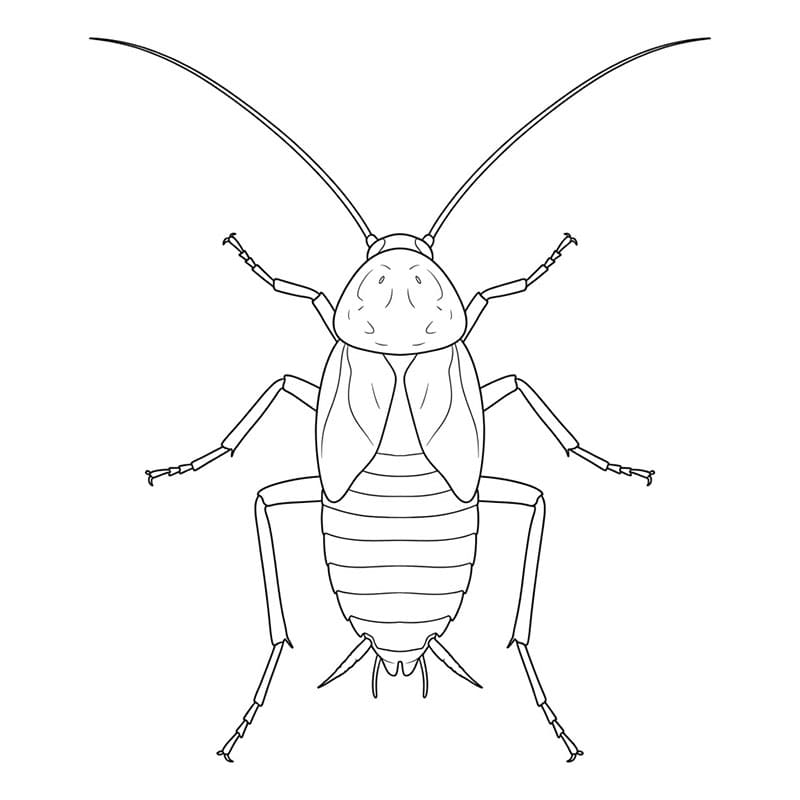 Hvilende kakerlakk fargelegging