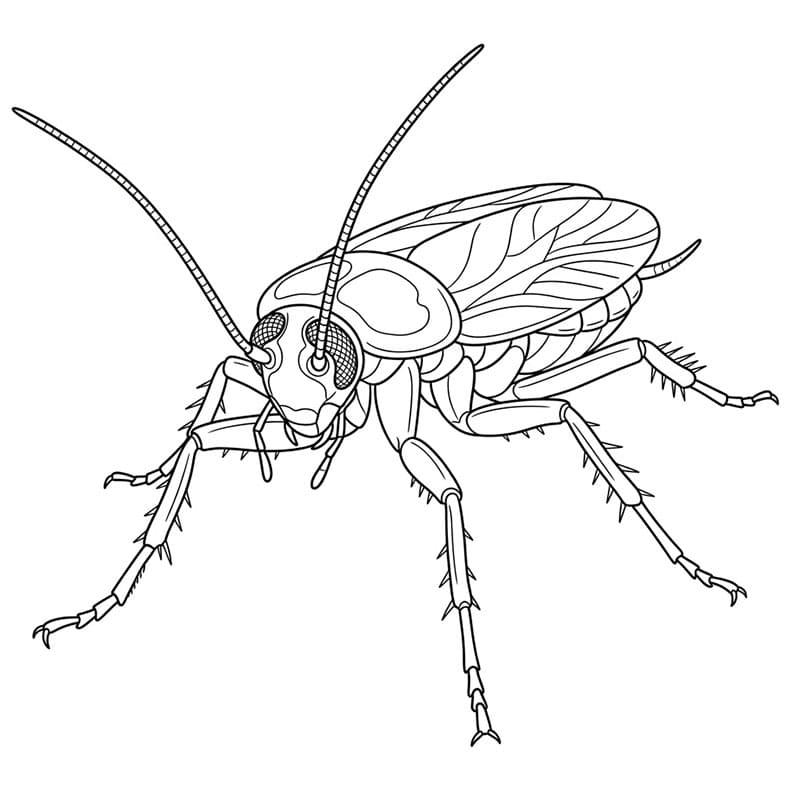 Kakerlakk fra lav vinkel fargelegging