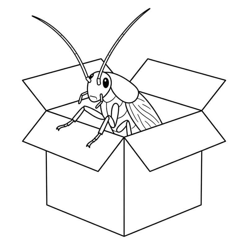 Kakerlakk kommer ut av esken fargelegging