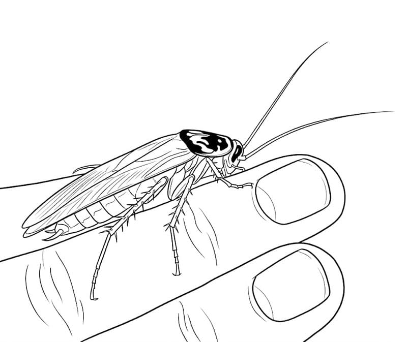 Kakerlakk på fingeren fargelegging