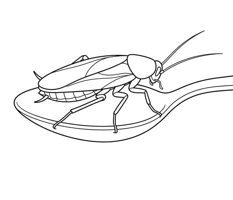 Kakerlakk på skje fargelegging
