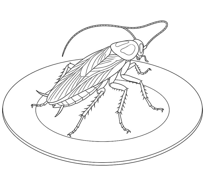 Kakerlakk på tallerken fargelegging