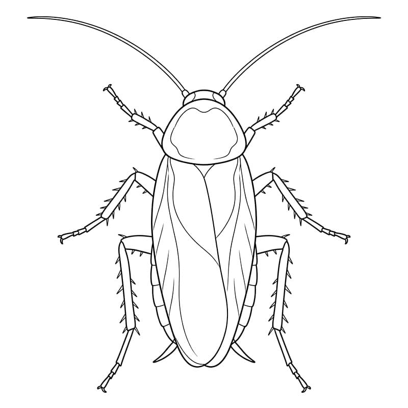 Kakerlakk Fargelegging