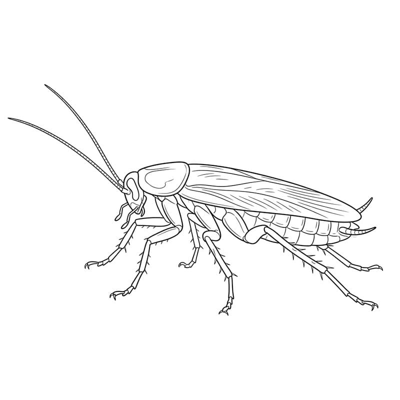 Kakerlakk som går fargelegging