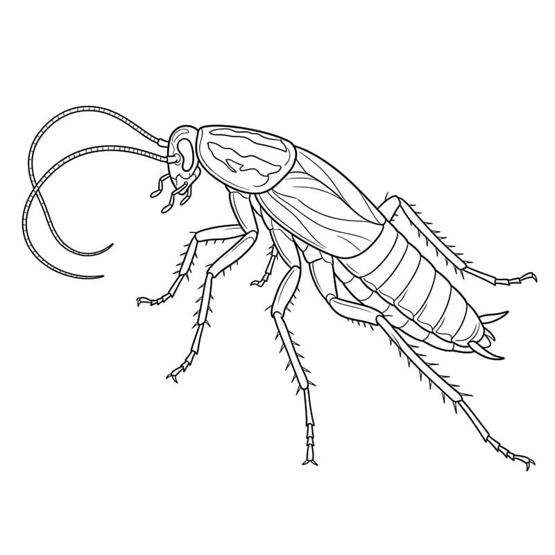 Kakerlakk som snur kroppen fargelegging