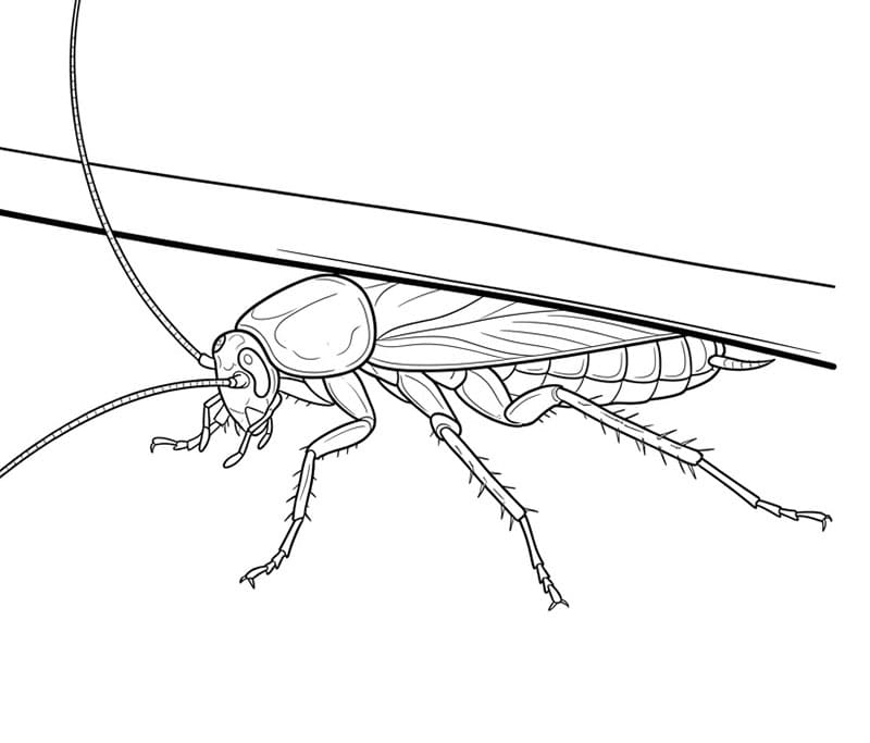 Kakerlakk under objektkanten fargelegging