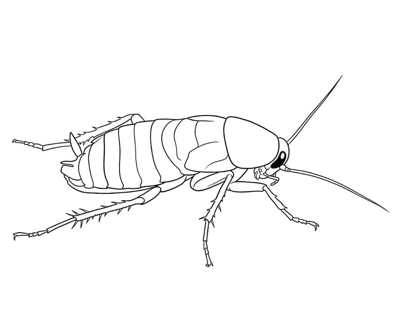 Kakerlakk ung fargelegging