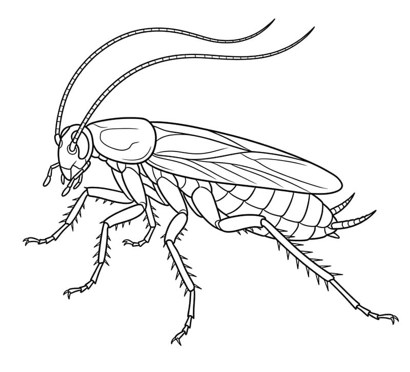 Kakerlakk utskrivbar fargelegging