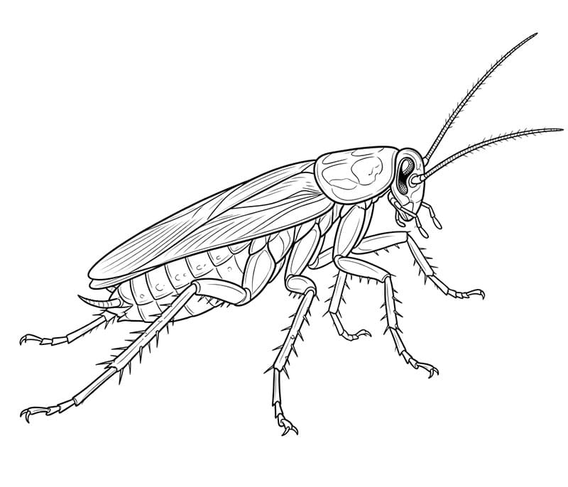 Kakerlakkbilde fargelegging