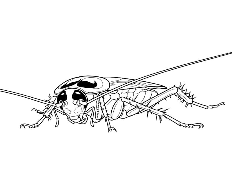 Kakerlakkdetalj fargelegging