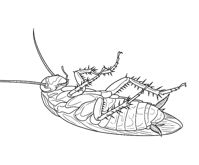 Kakerlakken ligger på ryggen fargelegging