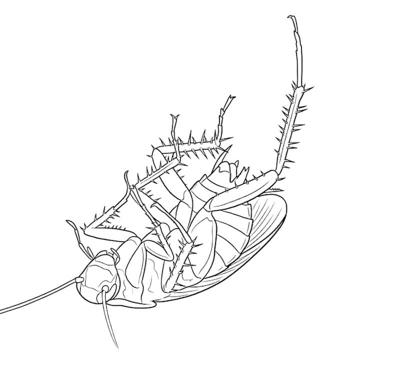 Kakerlakken snudde seg fargelegging