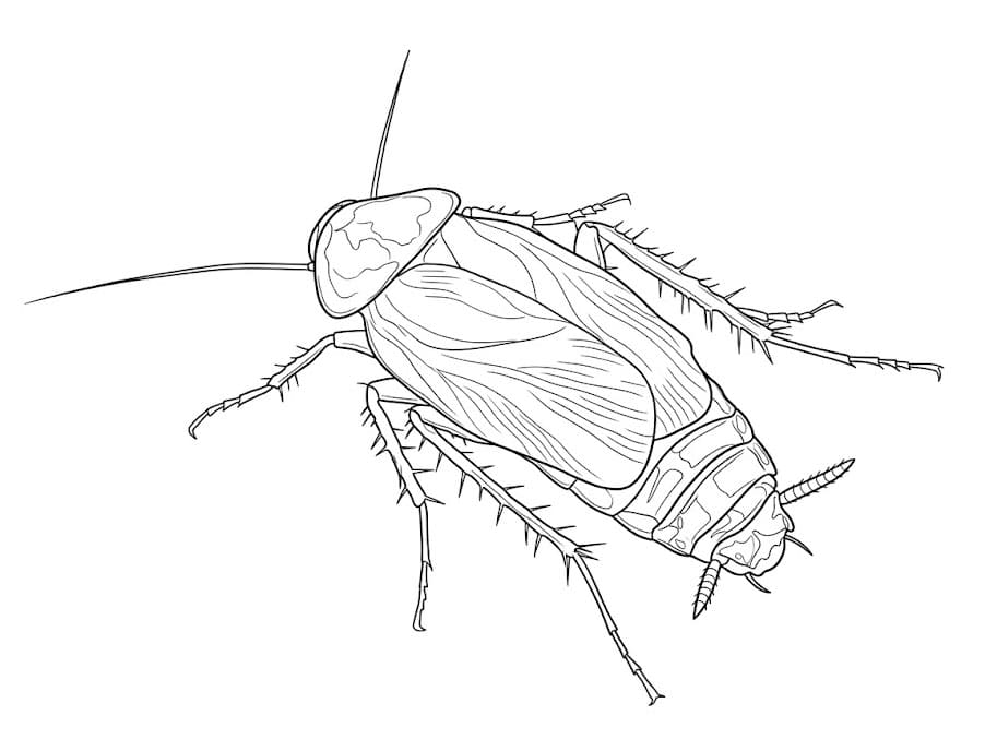 Kakerlakkfri fargelegging