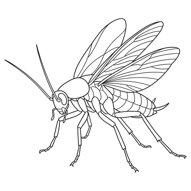 Kakerlakklandingspositur fargelegging