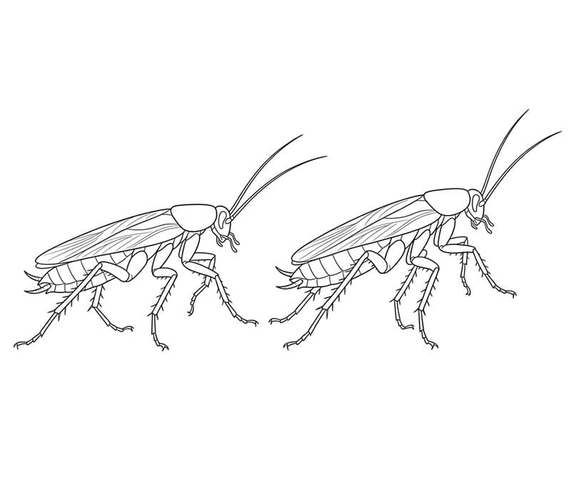 Kakerlakkpar som går fargelegging