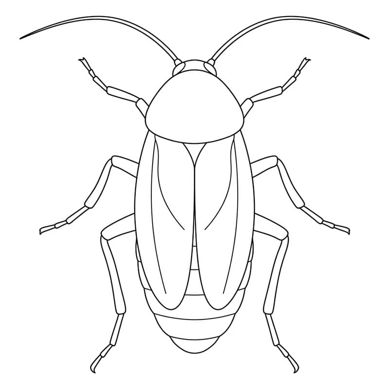 Kakerlakksymmetristudie fargelegging