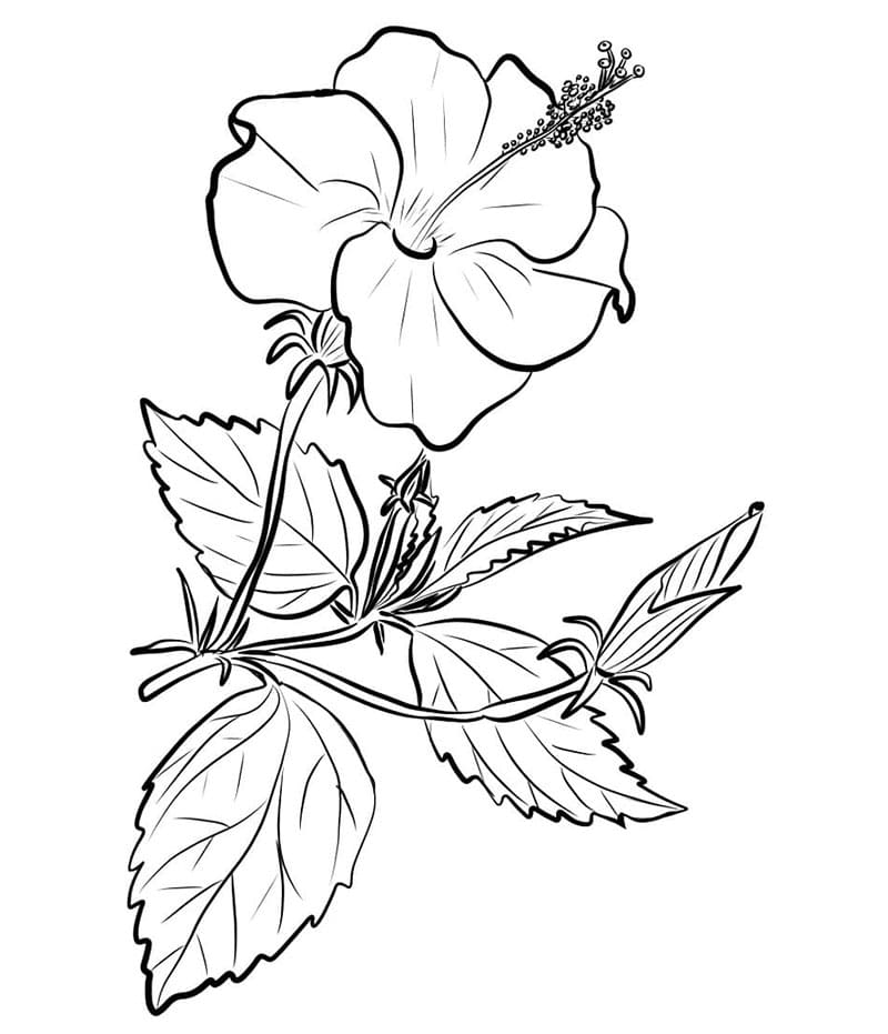 Kinesisk hibiskus fargelegging