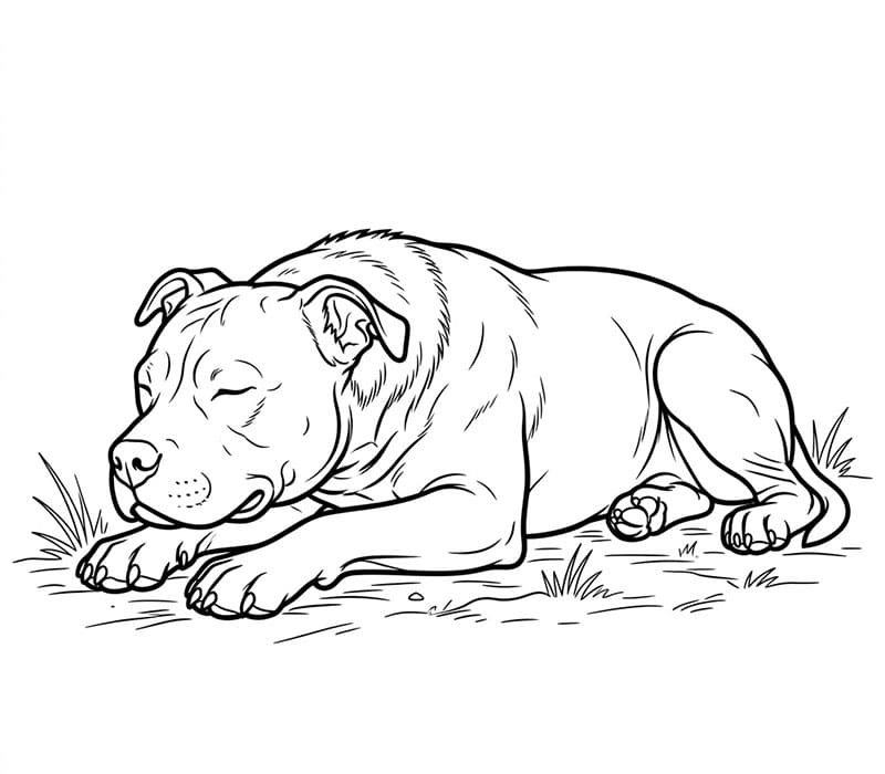 Liggende Pitbull fargelegging