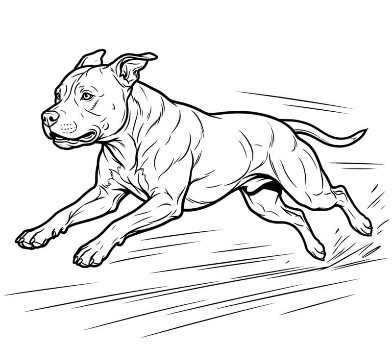 Løpende Pitbull fargelegging