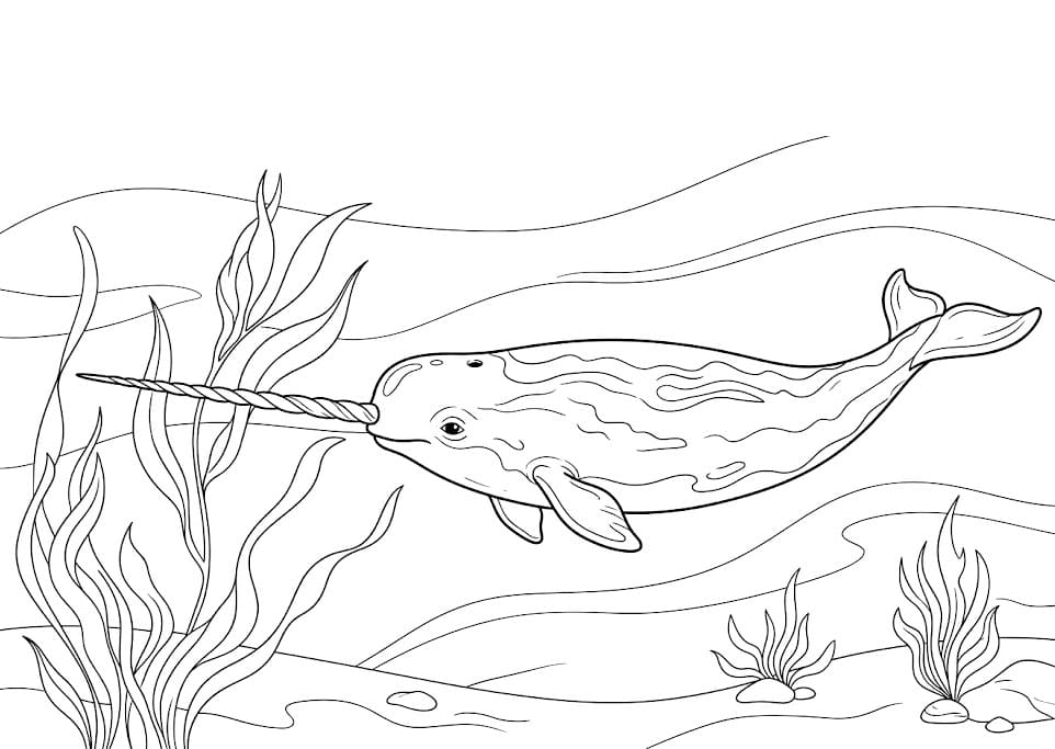 Narhval og tang fargelegging