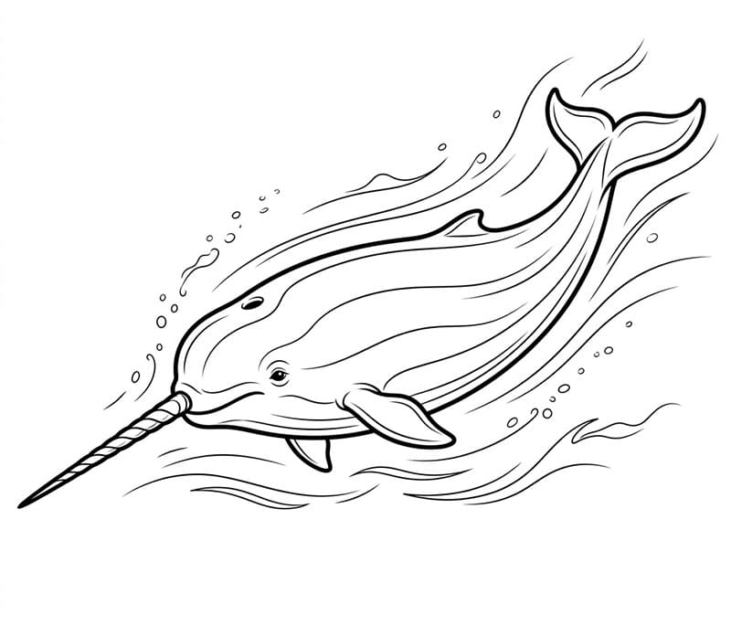 Narhval rask surfing fargelegging