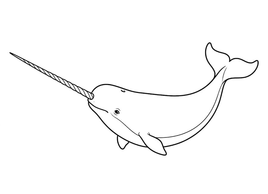 Narhval så opp fargelegging
