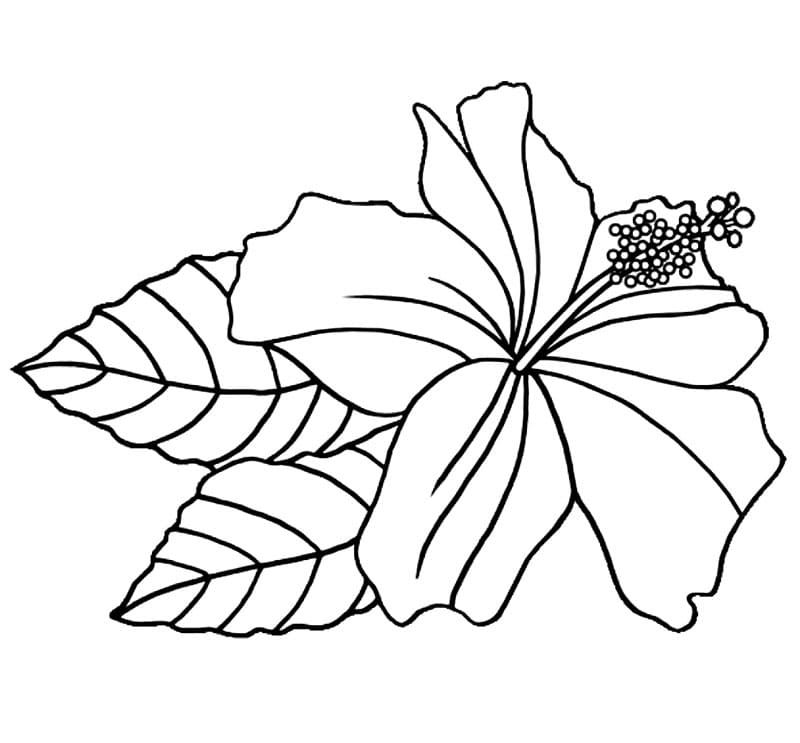 Pen hibiskus fargelegging