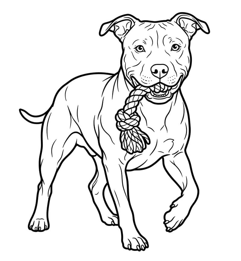 Pitbull holder leke fargelegging