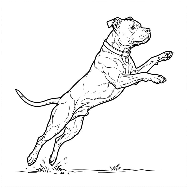 Pitbull hopper fargelegging