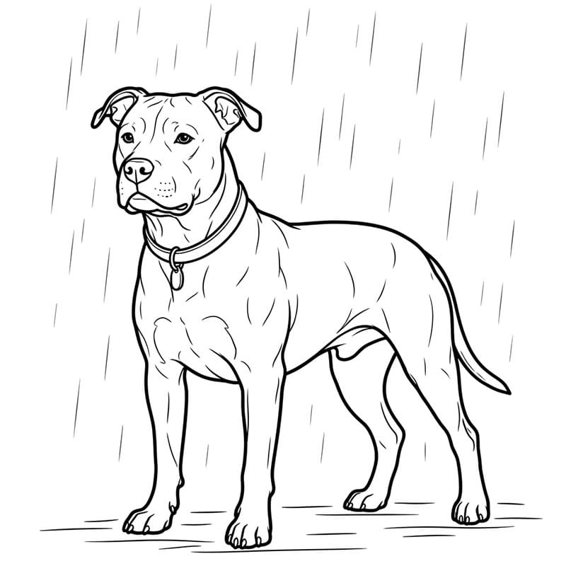 Pitbull i regn fargelegging