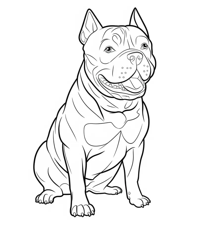 Pitbull moro fargelegging