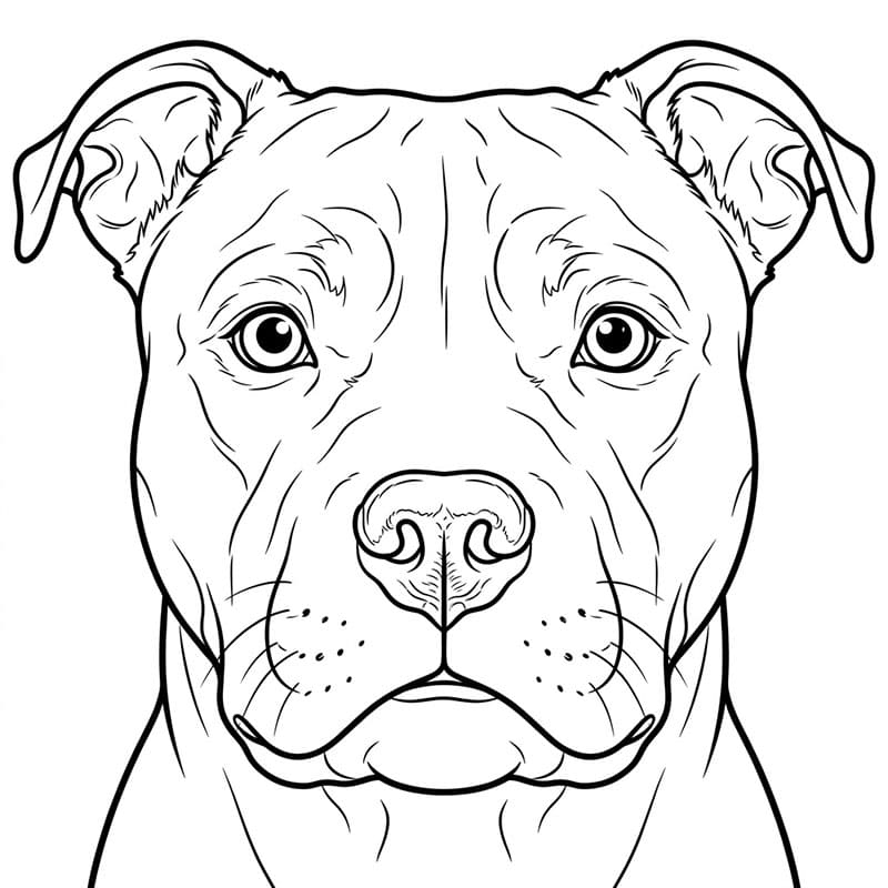 Pitbull nærbilde ansikt fargelegging