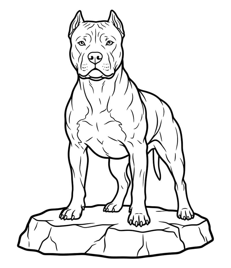 Pitbull på stein fargelegging