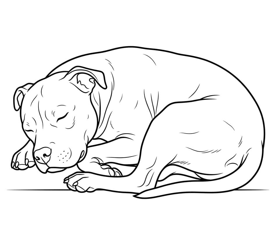 Pitbull sover fargelegging