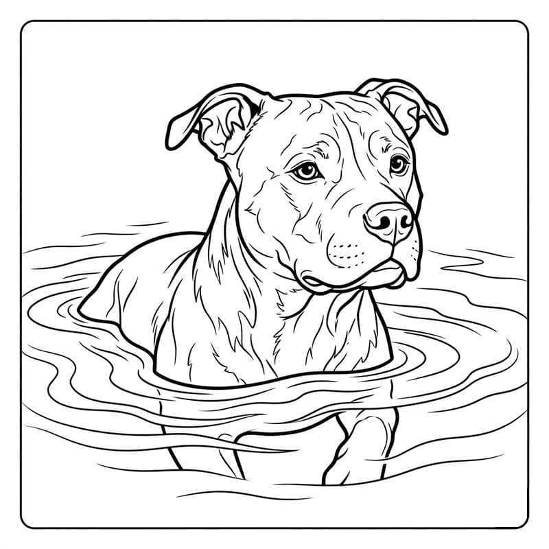 Pitbull svømmer fargelegging